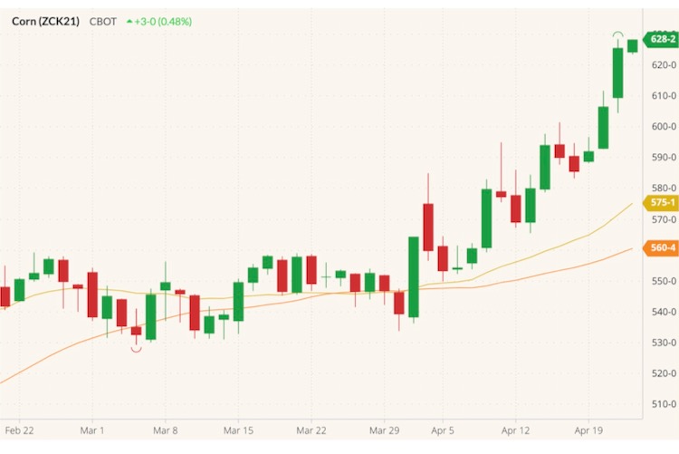 CBOT May 2021 corn (candlesticks) with 20- and 40-day moving averages (yellow and orange lines). (Barchart)
