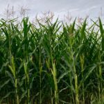 A corn crop west of Grunthal, Man. on Aug. 17, 2019. (Dave Bedard photo)
