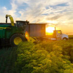 Not your typical harvest scene: Dill being harvested at Dale Thacker Specialty Crops.