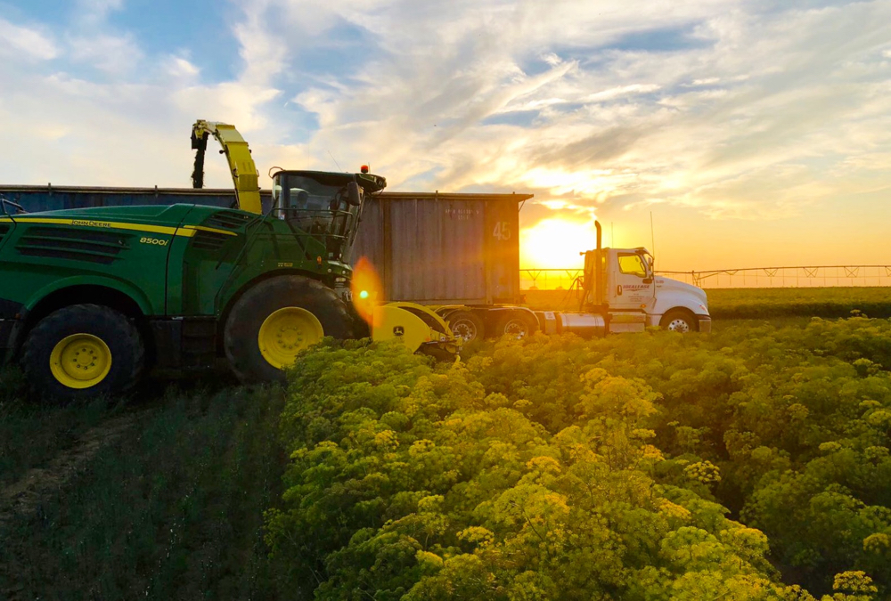Not your typical harvest scene: Dill being harvested at Dale Thacker Specialty Crops.