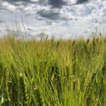 Barley south of Ethelton, Sask. on July 30, 2019. (Dave Bedard photo)