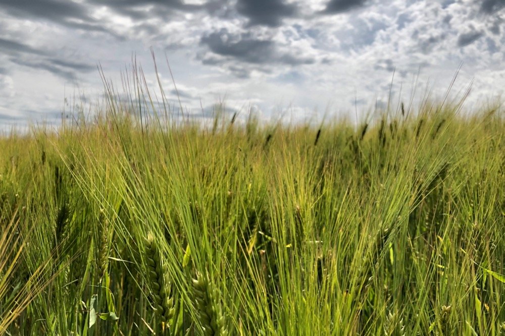 Feed weekly outlook: Solid exports support domestic barley market ...