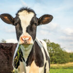 Since you can’t ask a cow if it’s happy, Irish researchers came up with an innovative way to try and figure out if they suffer from “livestock lockdown.”