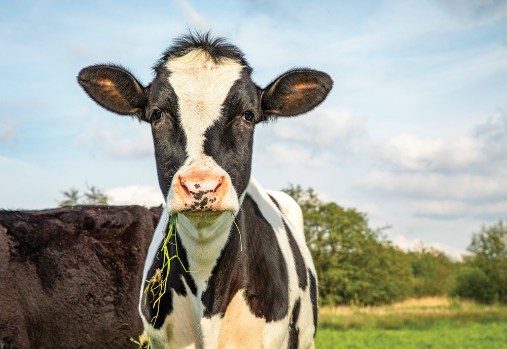 Since you can’t ask a cow if it’s happy, Irish researchers came up with an innovative way to try and figure out if they suffer from “livestock lockdown.”