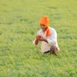 File photo of a chickpea crop in India. (Nikhil Patil/iStock/Getty Images)