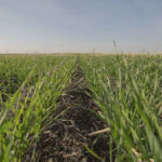 Using an Arylex active product means growers will face fewer delays, which is especially important to those with lots of acres to cover.