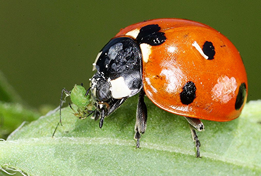 We know beneficial insects eat crop pests — ladybugs, for example, love aphids — but now Alberta researchers armed with advanced DNA tools are taking a deep dive into their eating habits. The goal is to identify top pest predators and find ways to enhance their numbers in fields.