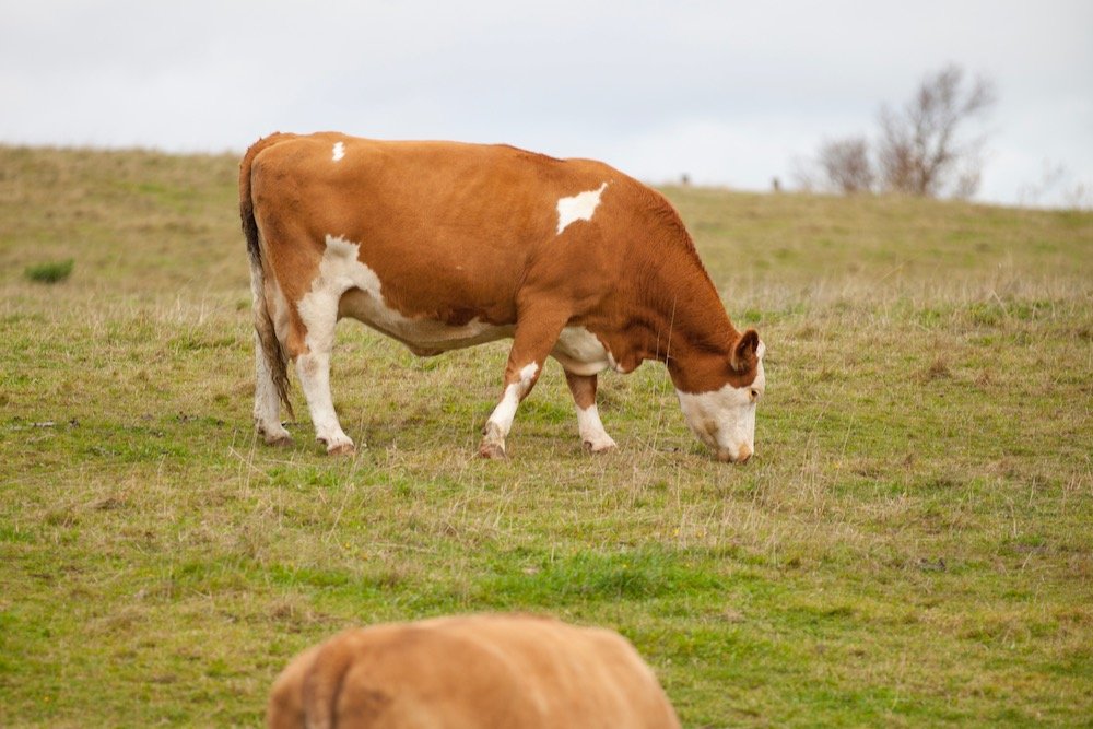 File photo of cattle grazing on Prince Edward Island. (ArodPEI/iStock/Getty Images)
