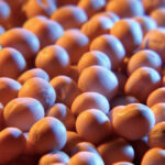 W.A. Grain & Pulse Solutions placed in receivership