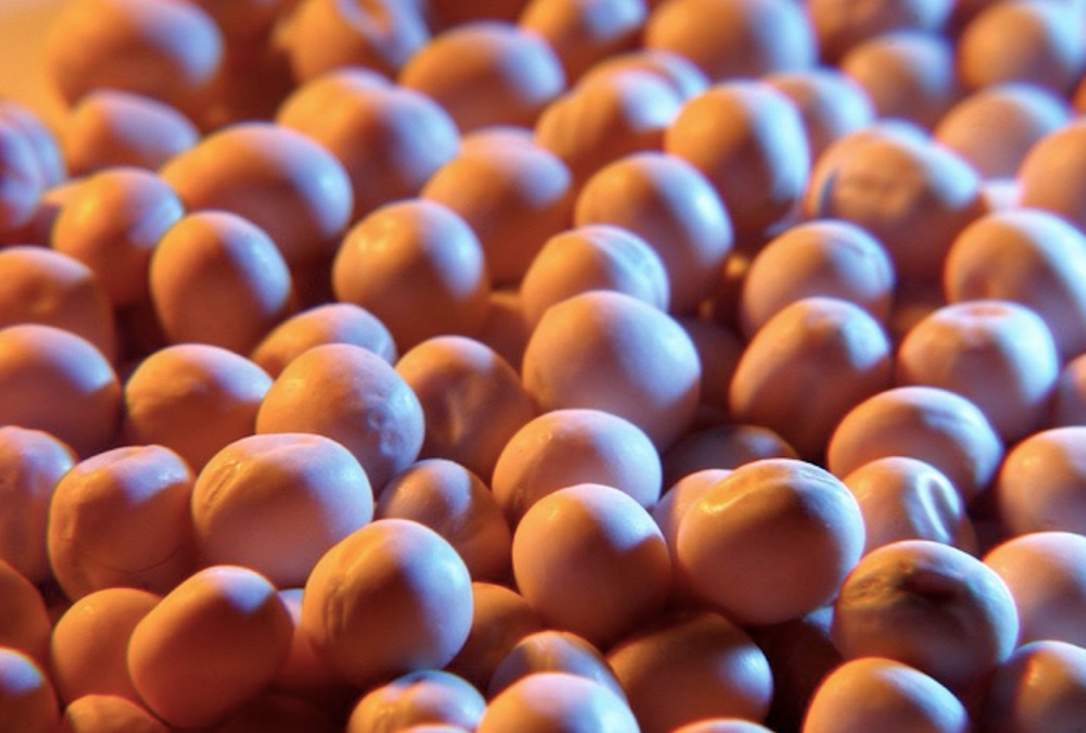 W.A. Grain & Pulse Solutions placed in receivership