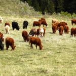 Can you have a regenerative system and still optimize carrying capacity and performance in the livestock that you graze or feed? The answer is yes!