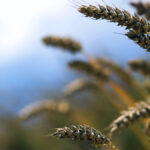 Grain-drying study needs farmers