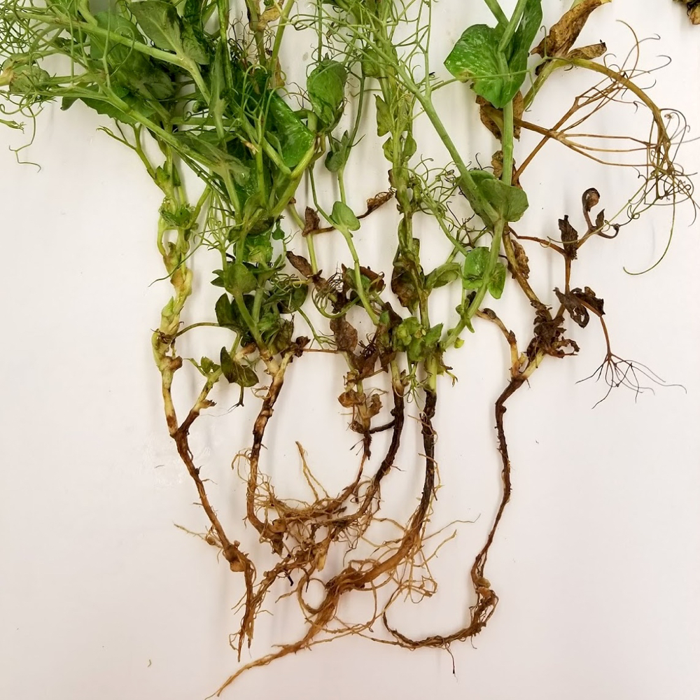 Root rot on peas — severe infestations can cut yields by 70 per cent while aphanomyces spores can linger in the soil for years.