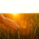 Hail fears lessens for growing projects