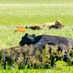 “Please listen to your veterinary health providers and use the vaccinations, parasite control and other preventative measures they recommend to give your herd immunity.” – Roy Lewis.