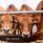 Using ultra-high-frequency RFID tags and antennas at feed bunks and waterers, HerdWhistle monitors cattle for behavioural changes that could be an early sign of illness.