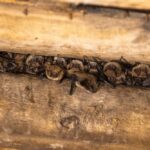 Little brown bats, also known as Little brown myotis, are one of two species more likely to roost in buildings.