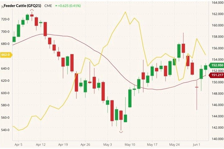 CME August 2021 feeder cattle (candlesticks) with 20-day moving average (red line) and CBOT July 2021 corn (yellow line). (Barchart)
