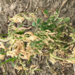 Arylex is effective on both early-emerging weeds and later-stage weeds, allowing more timing flexibility.