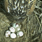 The first-born is soon joined by its sisters and brothers (see further down), all with impressively large claws.