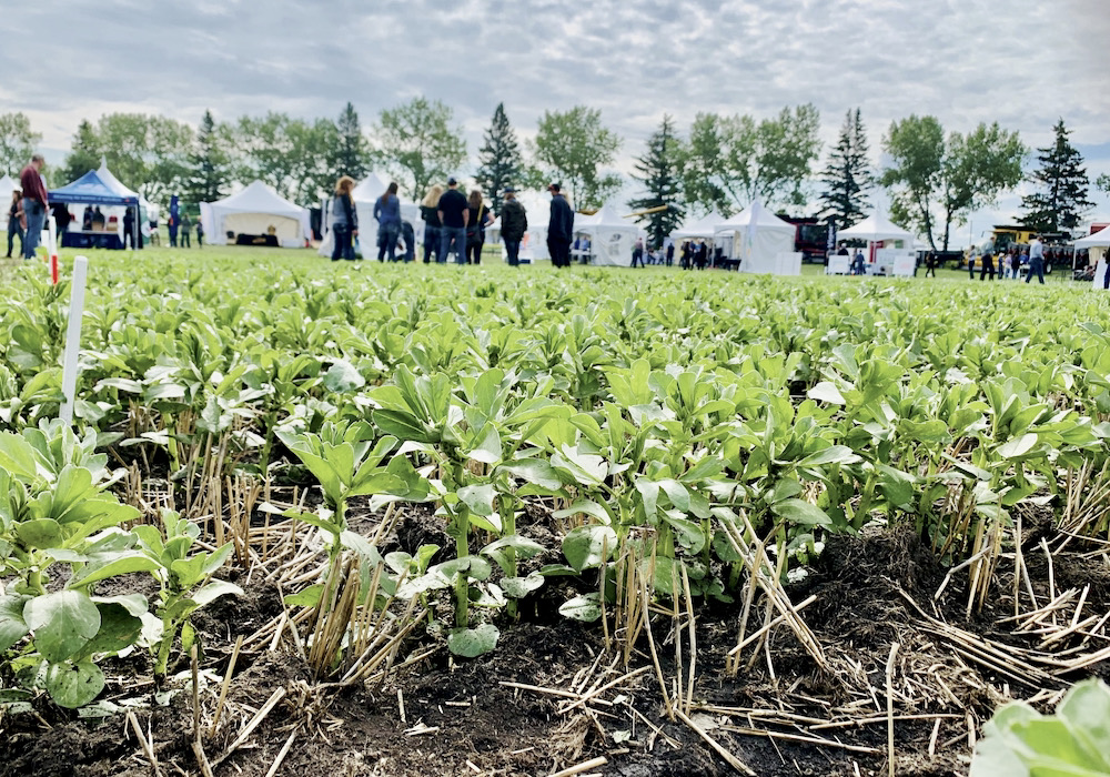 You may have only got up close and personal to fababeans at a field day (such as Canolapalooza in Lacombe in 2019) but the pulse may soon be more widely grown — especially if aphanomyces limits the ability to grow peas and lentils every three or four years.