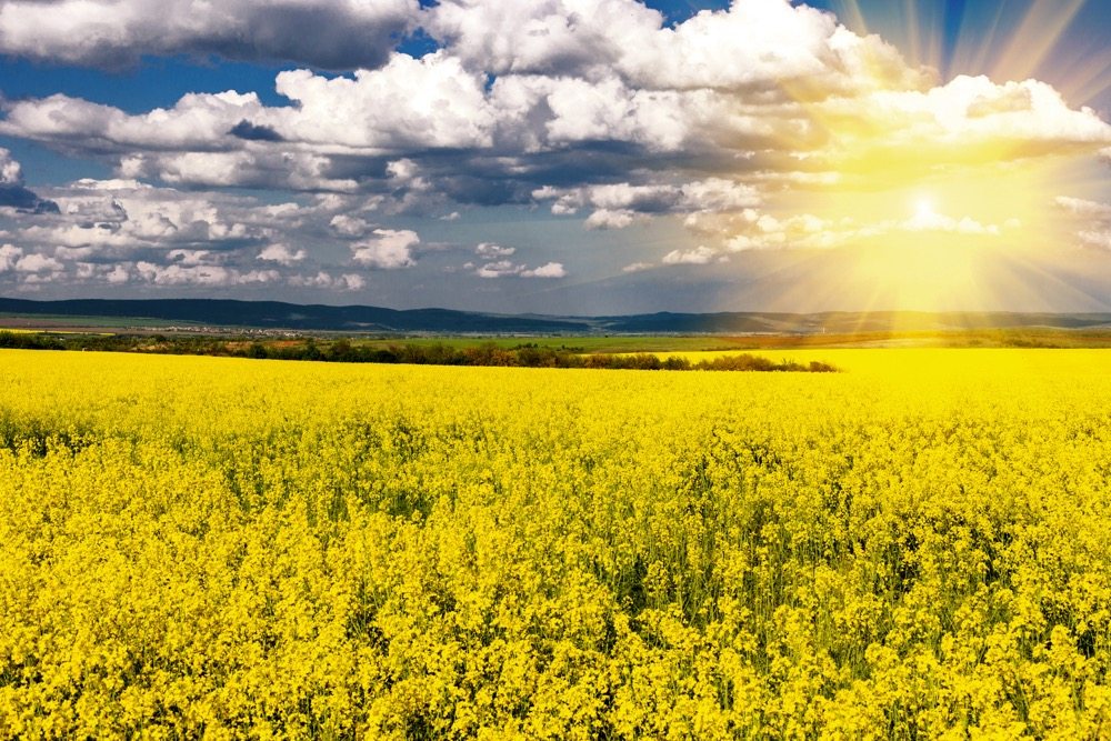 Canola was the star, but grains and pulses also propelled farm incomes on the Prairies last year.