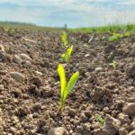 Corn seedlings in southern Ontario. (Farmtario photo by John Greig)