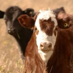 One-stop cattle tag shopping