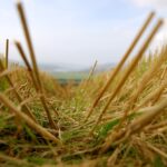 Regina scores another business win with pulp mill project