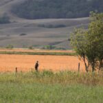 A hawk on a fence post in Saskatchewan’s Qu’Appelle Valley. (Bobloblaw/iStock/Getty Images)