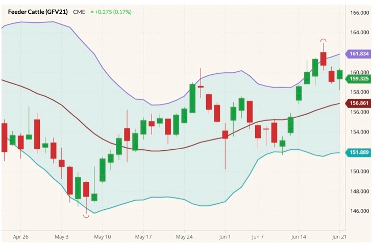 CME October 2021 feeder cattle (candlesticks) with Bollinger (20,2) bands. (Barchart)
