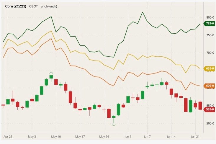 CBOT December 2021 corn (candlesticks) with MGEX, CBOT and K.C. September 2021 wheats (green, yellow and orange lines). (Barchart)
