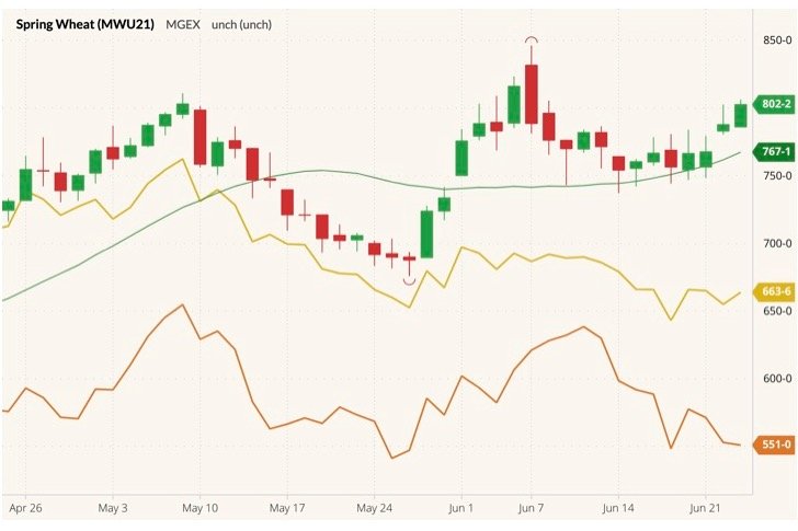 MGEX September 2021 spring wheat (candlesticks) with 20-day moving average (green line) and CBOT September 2021 wheat and corn (yellow and orange lines). (Barchart)

