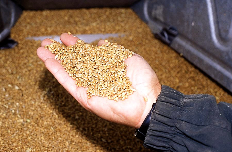 Test weight calculators available for grain