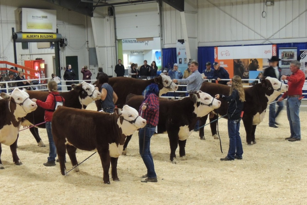 Remember events like this? Ag societies are gearing up for a return to more normal times. Pictured is the Lloydminster Stockade Roundup, one of the events hosted by the Lloydminster Exhibition Association, set this year for Nov. 3-6.