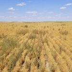 This is not a pretty picture but it’s one that’s increasingly common as herbicide-resistant weeds, such as kochia, become the rule rather than the exception.