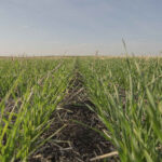 Using an Arylex active product means growers will face fewer delays, which is especially important to those with lots of acres to cover.