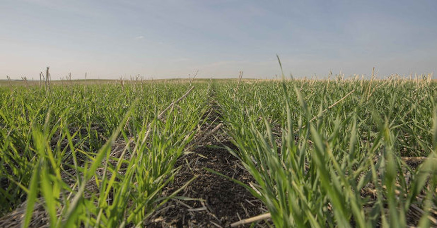 Using an Arylex active product means growers will face fewer delays, which is especially important to those with lots of acres to cover.