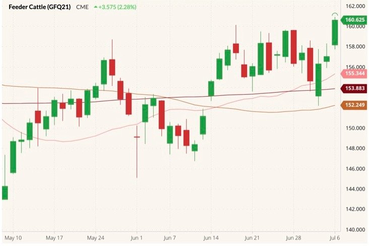 CME August 2021 feeder cattle (candlesticks) with 20-, 50- and 100-day moving averages (pink, brown and dark red lines). (Barchart)
