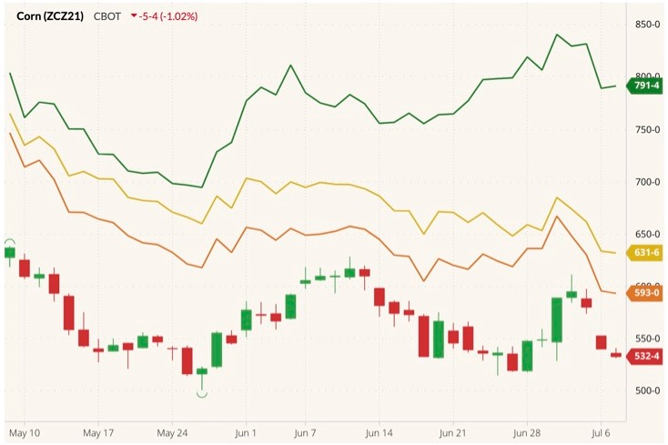 CBOT December 2021 corn (candlesticks) with MGEX, CBOT and K.C. December 2021 wheats (green, yellow and orange lines). (Barchart)
