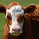 What does the future of beef look like?