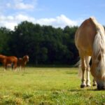 A healthy gut microbiome critical to horse health