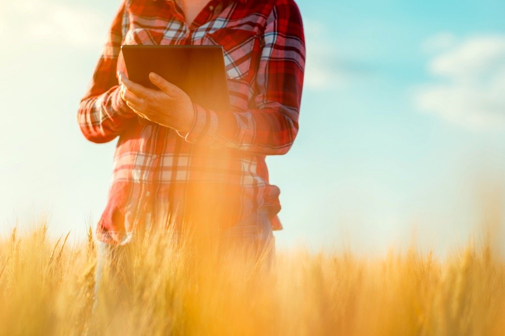 Hot and dry weather has severely impacted spring wheat crops.  Photo: iStock/Getty Images
