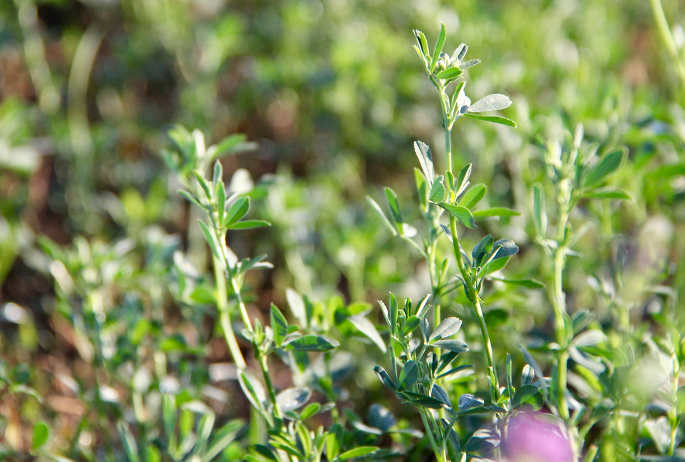 Forage research gets long-awaited boost