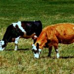 If heat gets excessive, you may see hyperventilation in cattle (tongue out, extended neck, breathing with increased respiratory rate).