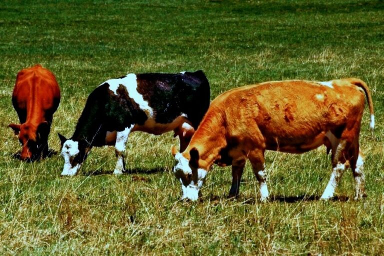 Alberta cattle numbers are no longer falling — but herds are on the