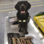 African swine fever could potentially be spread by pork products from countries where the disease is present, which is why the Canada Border Services Agency uses ‘detector dogs’ like Ambrose.