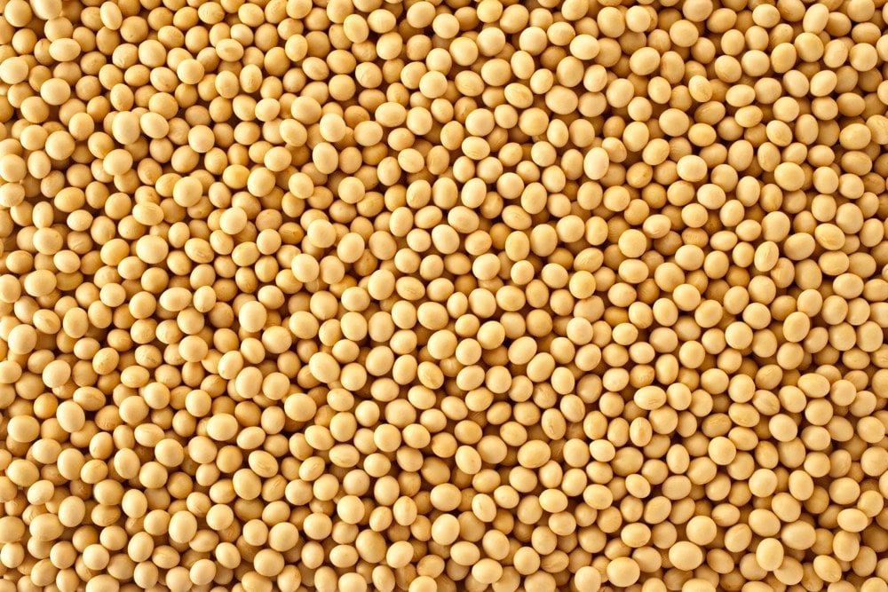 Much attention will be paid to soy estimates after the USDA’s projection went unchanged from June to July.  Photo: Thinkstock
