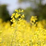 Heat and drought conditions this growing season have forced canola to develop early.
Photo: Greg Berg