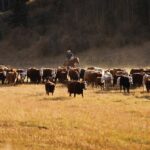 (Photo courtesy Canada Beef Inc.)